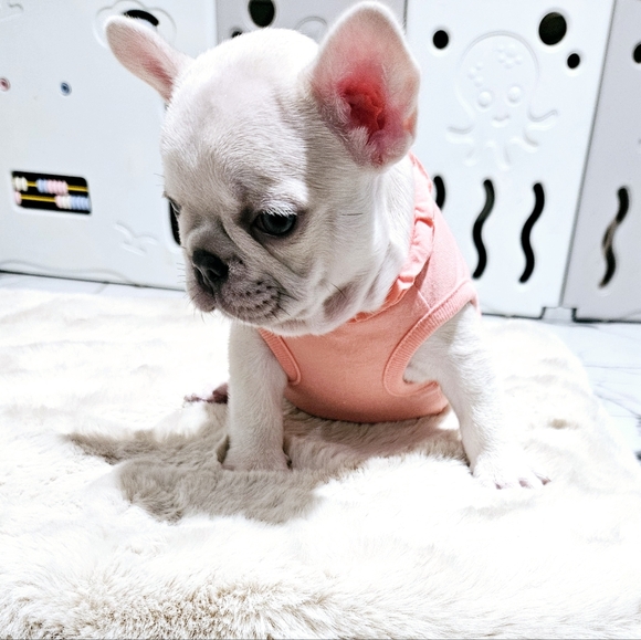 Top Paw Puppy Dog Shirt - Picture 7 of 10